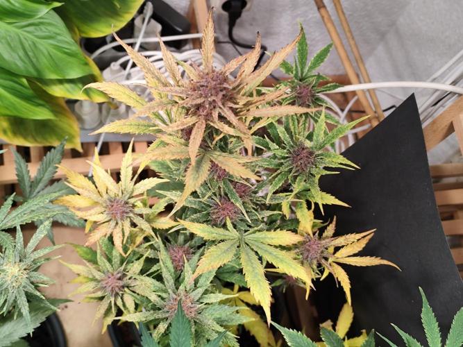 Blueberry Challenge Zammi / Sensi Seeds. Week 9