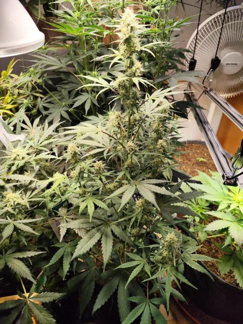 Blueberry Challenge Zammi / Sensi Seeds. Week 9 - Tag 64 Blueberry Zlittlez Auto