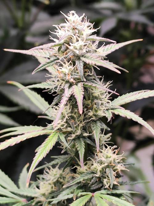 Blueberry Challenge Zammi / Sensi Seeds. Week 9