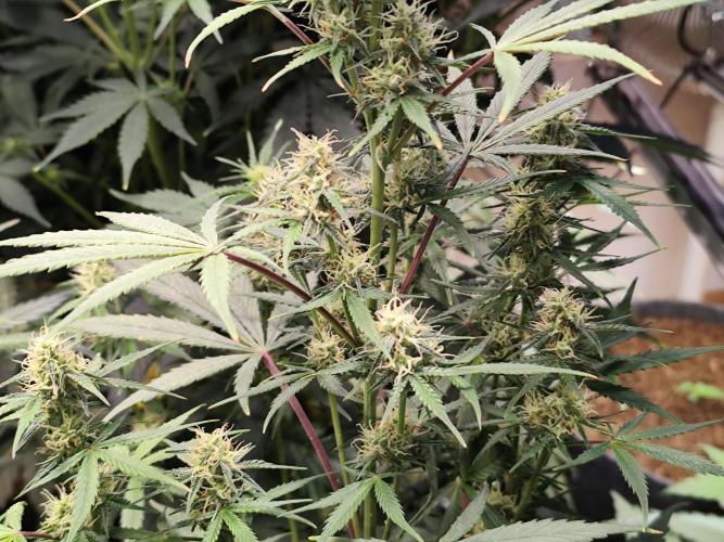 Blueberry Challenge Zammi / Sensi Seeds. Week 9