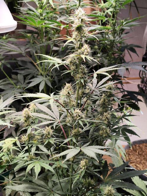 Blueberry Challenge Zammi / Sensi Seeds. Week 9