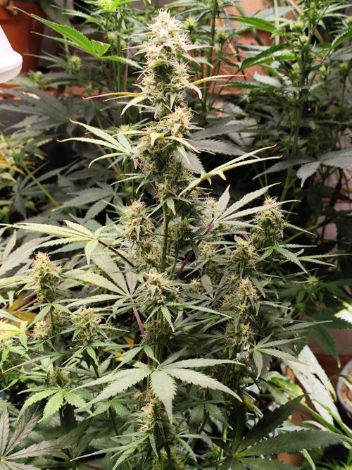 Blueberry Challenge Zammi / Sensi Seeds. Week 9 - Tag 68 Blueberry Zkittlez Auto