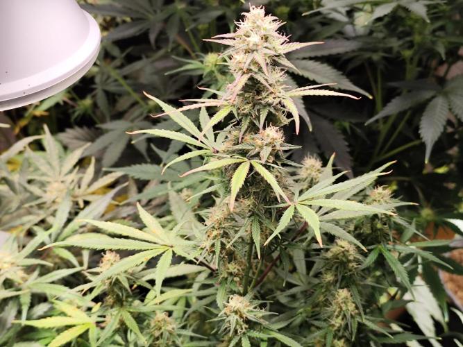 Blueberry Challenge Zammi / Sensi Seeds. Week 9