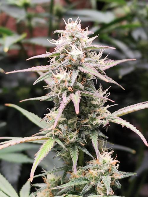 Blueberry Challenge Zammi / Sensi Seeds. Week 9