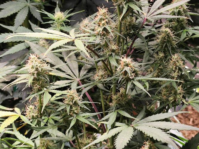 Blueberry Challenge Zammi / Sensi Seeds. Week 9