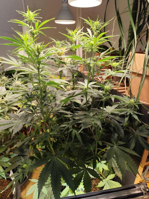 Tangerine Dream Automatic von Zamnesia. Week 9 - Tag 64