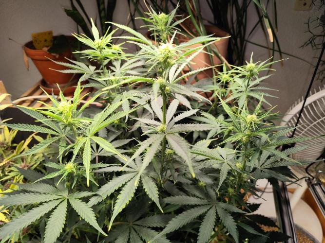 Tangerine Dream Automatic von Zamnesia. Week 9