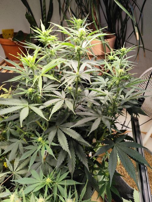 Tangerine Dream Automatic von Zamnesia. Week 9