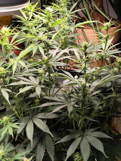 Tangerine Dream Automatic von Zamnesia. Week 9 - Tag 68