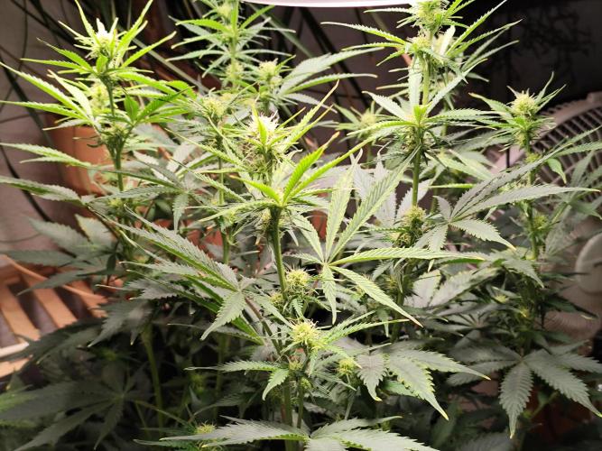 Tangerine Dream Automatic von Zamnesia. Week 9