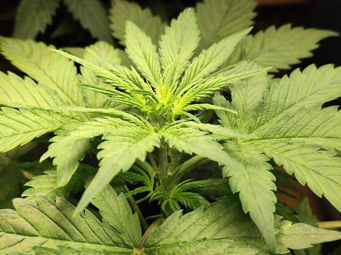 Lemon Cherry Cookies Auto von FastBuds. Week 5 - Tag 35