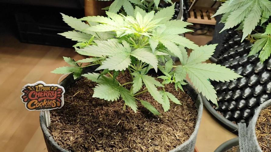 Lemon Cherry Cookies Auto von FastBuds