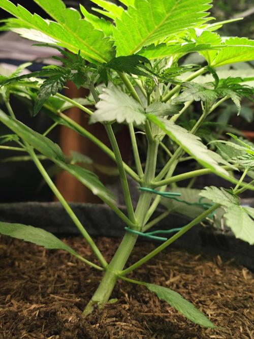 Lemon Cherry Cookies Auto von FastBuds. Week 5