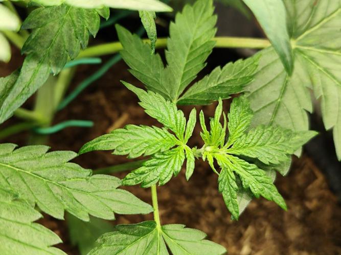 Lemon Cherry Cookies Auto von FastBuds. Week 5