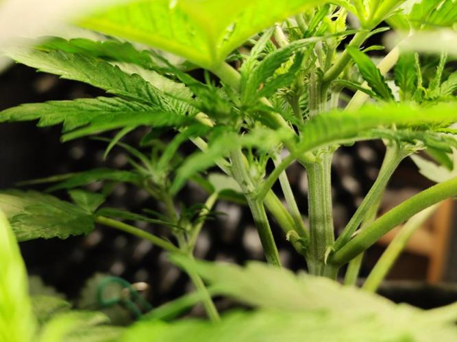 Lemon Cherry Cookies Auto von FastBuds. Week 5