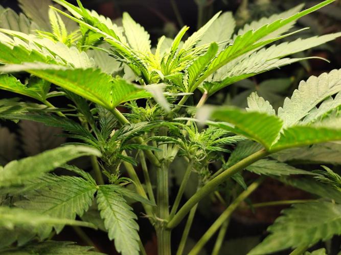 Lemon Cherry Cookies Auto von FastBuds. Week 5 - Tag 37