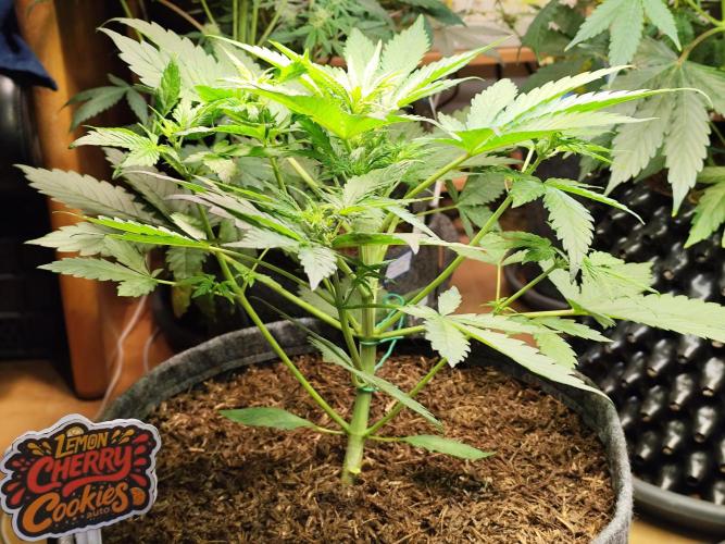 Lemon Cherry Cookies Auto von FastBuds. Week 5