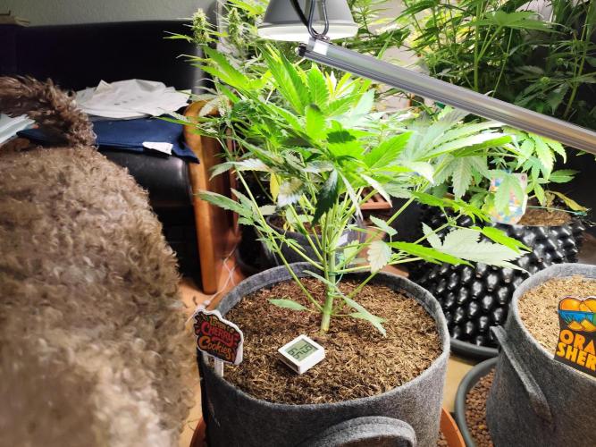 Lemon Cherry Cookies Auto von FastBuds. Week 5