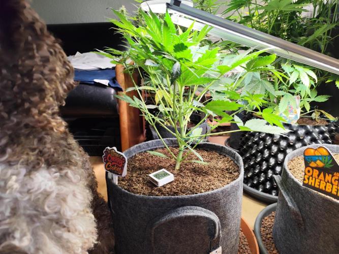 Lemon Cherry Cookies Auto von FastBuds. Week 5