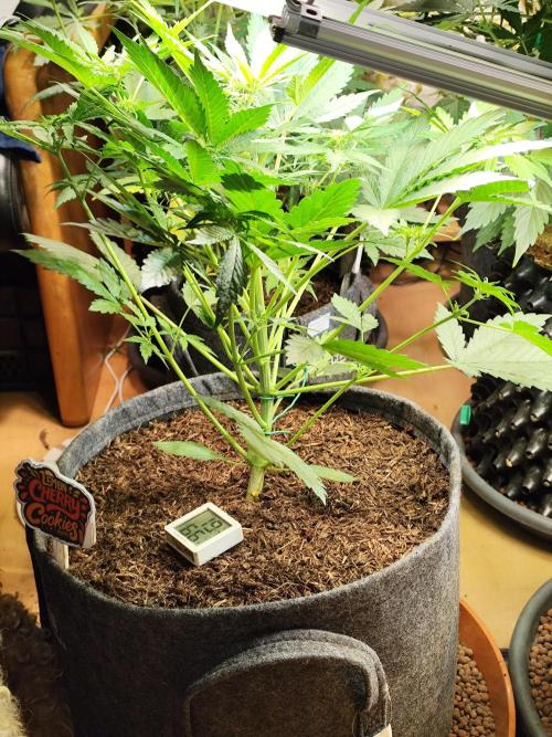 Lemon Cherry Cookies Auto von FastBuds. Week 5 - Tag 41