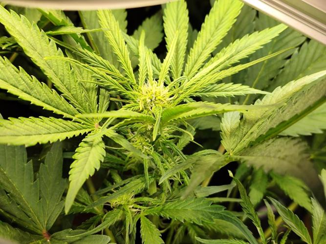 Lemon Cherry Cookies Auto von FastBuds. Week 5