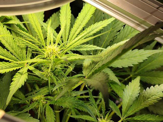 Lemon Cherry Cookies Auto von FastBuds. Week 5