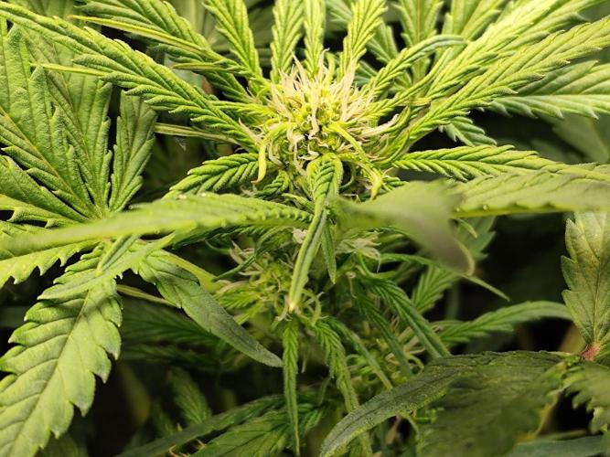 Lemon Cherry Cookies Auto von FastBuds. Week 5