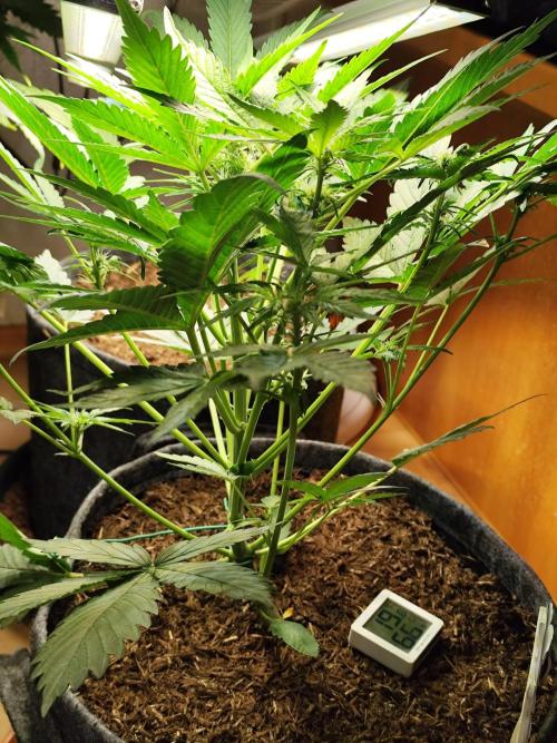 Lemon Cherry Cookies Auto von FastBuds. Week 5