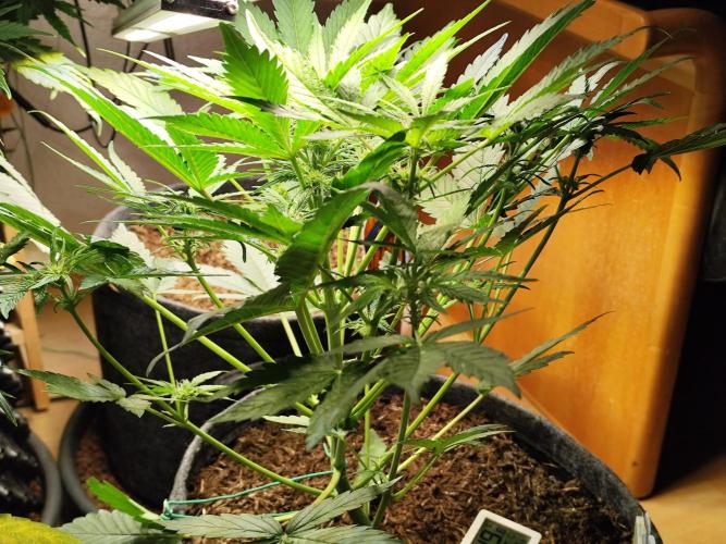 Lemon Cherry Cookies Auto von FastBuds. Week 5