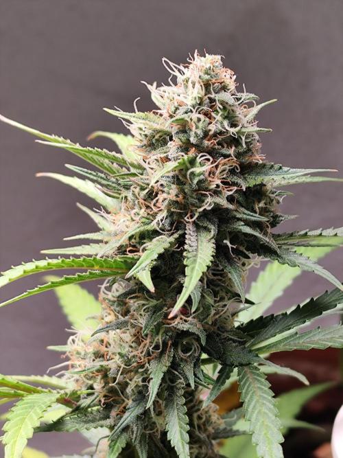 Rainbow Sherbet Automatic von Zamnesia. Week 10 - Tag 73