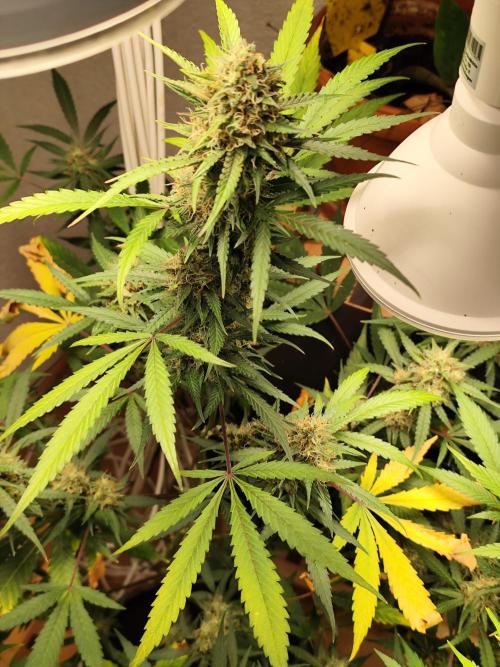 Rainbow Sherbet Automatic von Zamnesia. Week 10