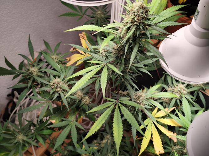 Rainbow Sherbet Automatic von Zamnesia. Week 10