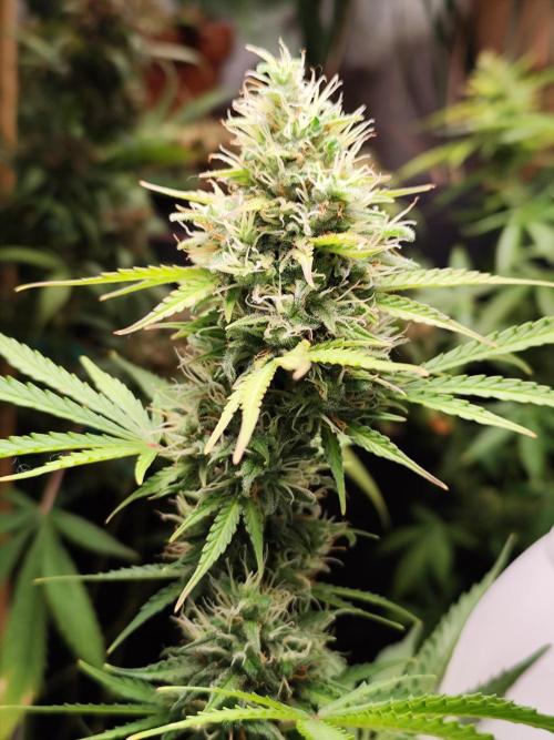 Black Runtz Automatic von Zamnesia seeds. Week 10 - Tag 76