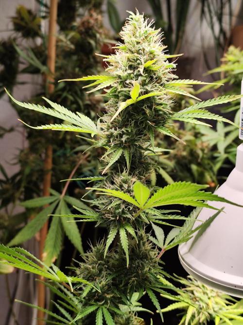 Black Runtz Automatic von Zamnesia seeds. Week 10