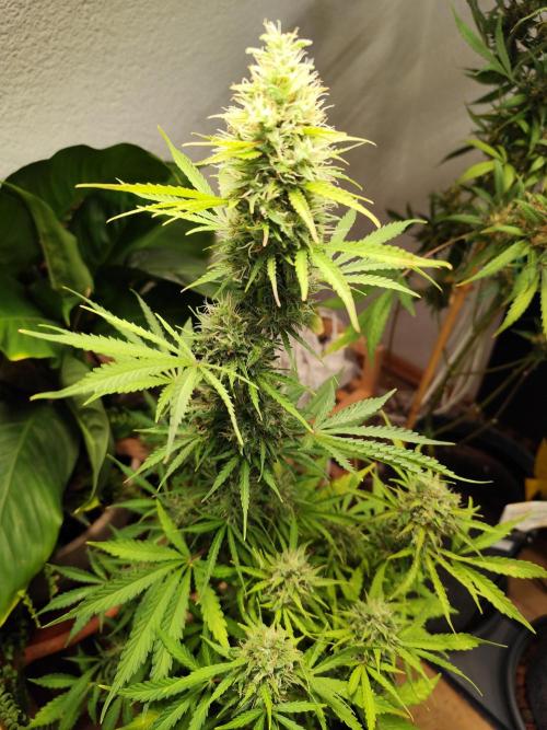 Black Runtz Automatic von Zamnesia seeds. Week 10