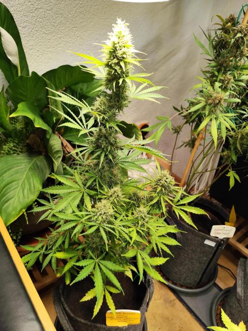 Black Runtz Automatic von Zamnesia seeds. Week 10