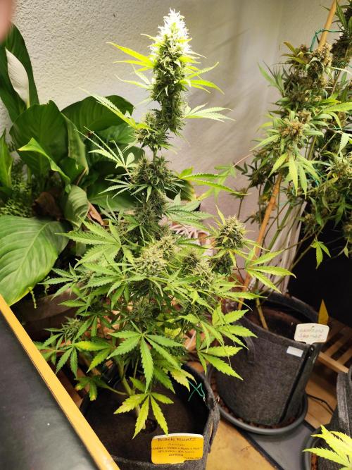 Black Runtz Automatic von Zamnesia seeds. Week 10