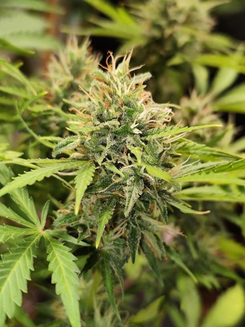 Black Runtz Automatic von Zamnesia seeds. Week 10