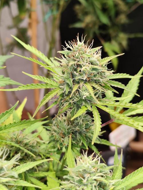 Black Runtz Automatic von Zamnesia seeds. Week 10