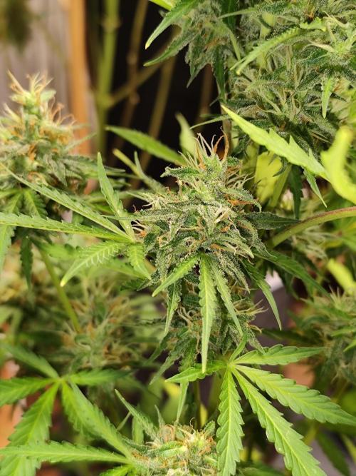 Black Runtz Automatic von Zamnesia seeds. Week 10