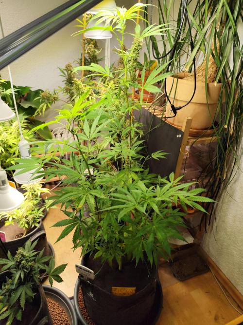 Membrana Hyper Autofem von VIP Seeds. Week 10 - Tag 76