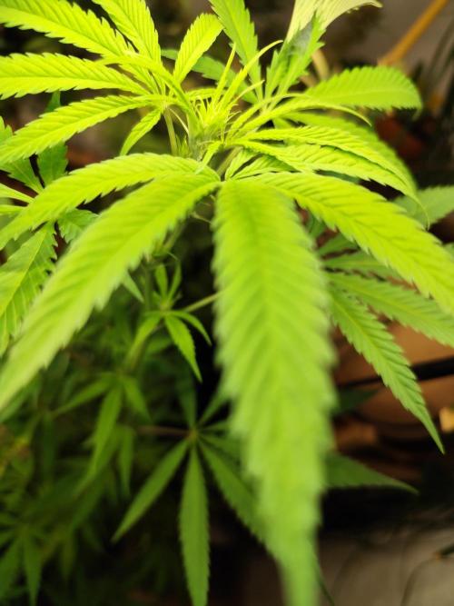 Membrana Hyper Autofem von VIP Seeds. Week 10