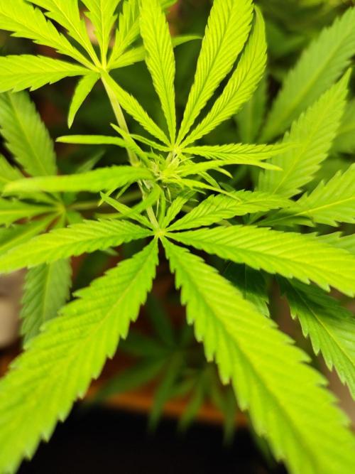 Membrana Hyper Autofem von VIP Seeds. Week 10