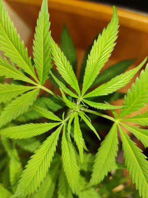 Membrana Hyper Autofem von VIP Seeds. Week 10