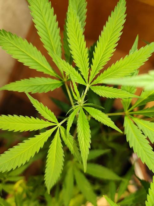 Membrana Hyper Autofem von VIP Seeds. Week 10