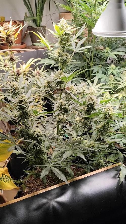 Z-Up Automatic von FastBuds