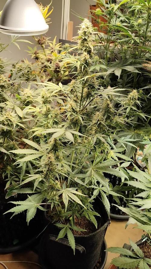 Blueberry Challenge Zammi / Sensi Seeds