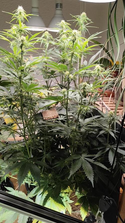 Tangerine Dream Automatic von Zamnesia