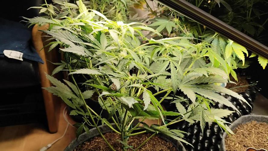 Lemon Cherry Cookies Auto von FastBuds