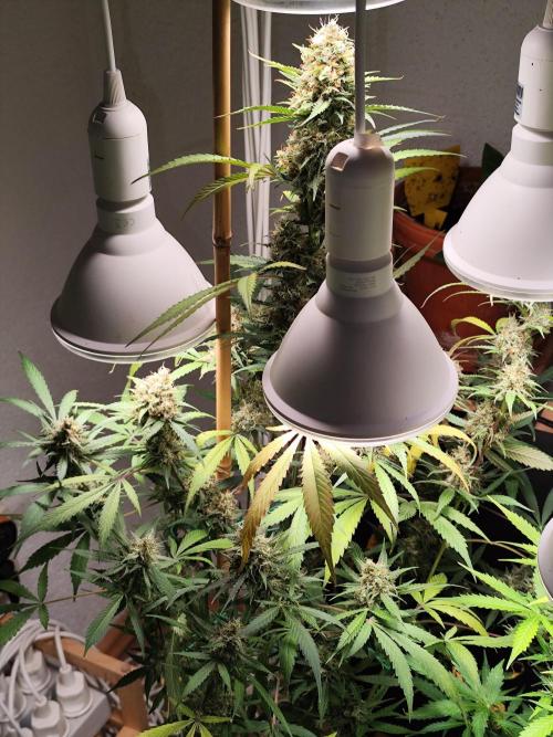 Rainbow Sherbet Automatic von Zamnesia. Week 11 - Tag 80